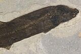 Fossil Fish (Notogoneus) - Very Large! #144000-2